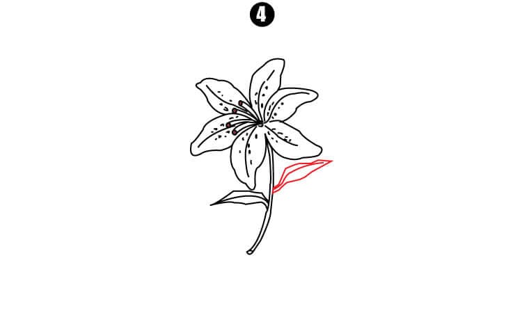 Lilies flowers botanical drawing. Isolated... - Stock Illustration  [59058419] - PIXTA