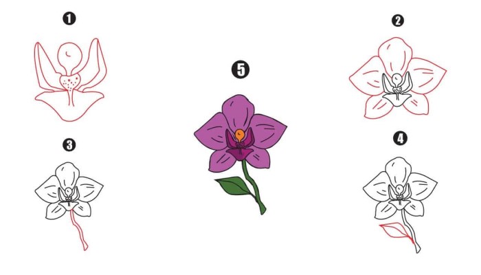 Orchid Drawing Step By Step