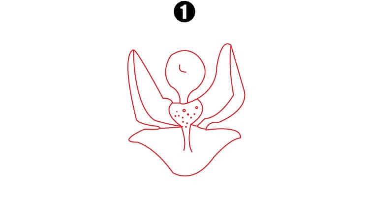 Orchid Drawing Step1