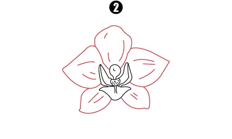 Orchid Drawing Step2