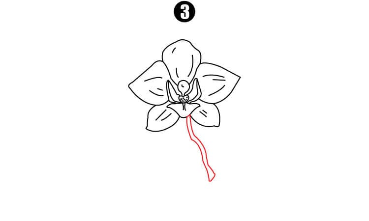 Orchid Drawing Step3