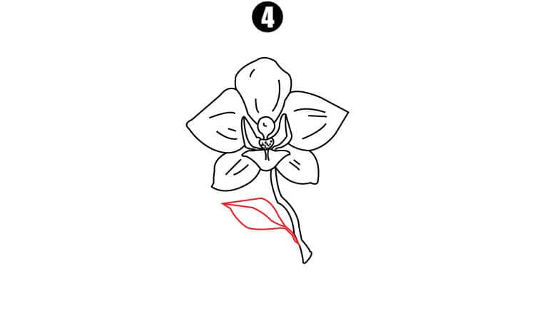 Orchid Drawing Step4