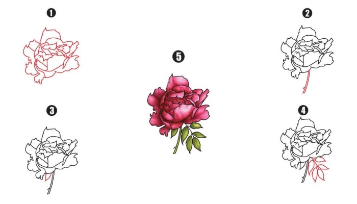 Peony Drawing - A Step By Step Tutorial - Cool Drawing Idea