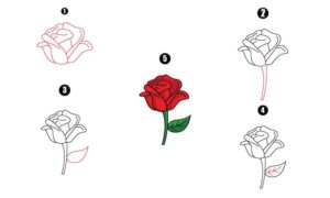 How to Draw Rose Flower - A Step By Step Guide - Cool Drawing Idea