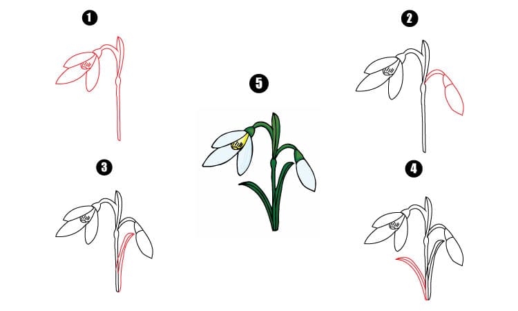 Snowdrop Drawing Step By Step