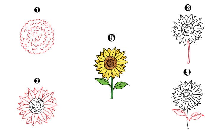 Sunflower Drawing Step By Step