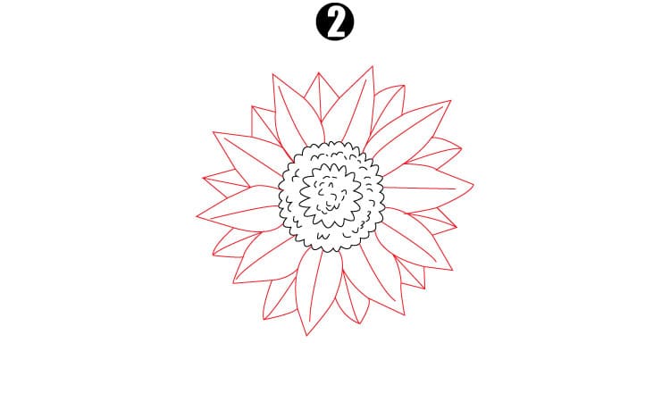Sunflower Drawing Step2