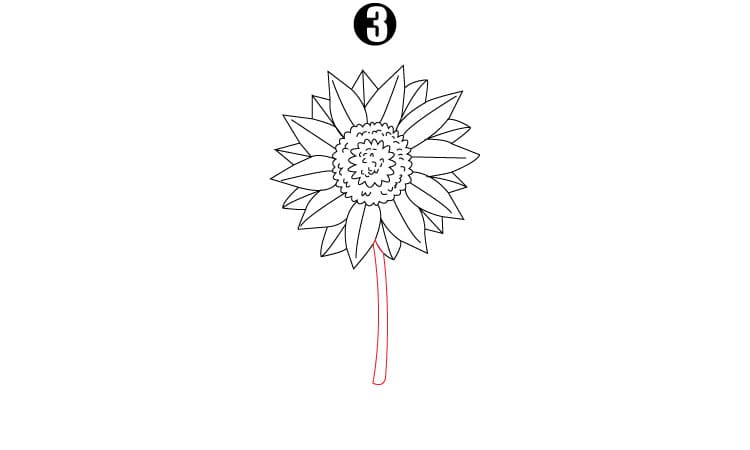 Sunflower Drawing Step3
