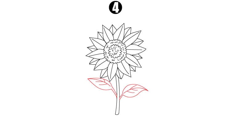 Sunflower Drawing Step4