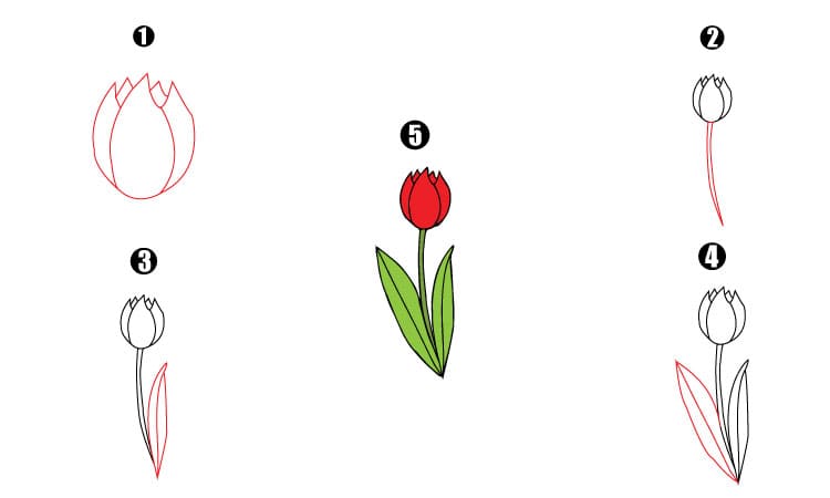 Tulip Drawing Step By Step