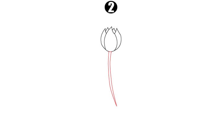 Tulip Drawing Step2