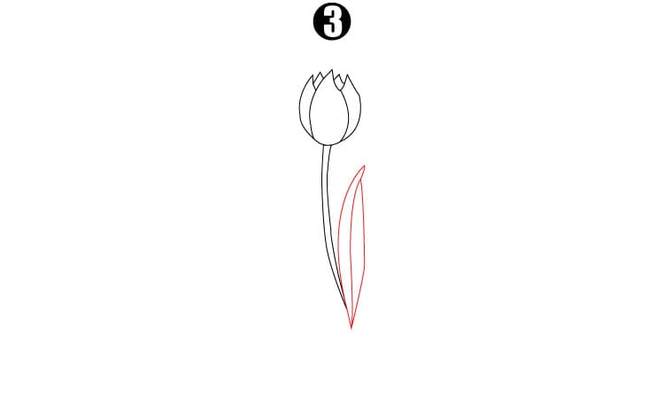 Tulip Drawing Step3
