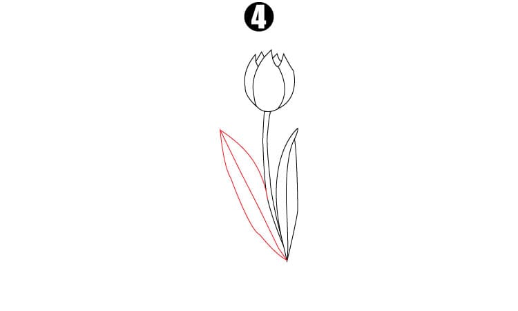 Tulip Drawing Step4