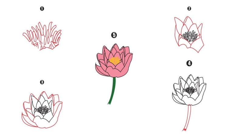 Water lily Drawing Step By Step