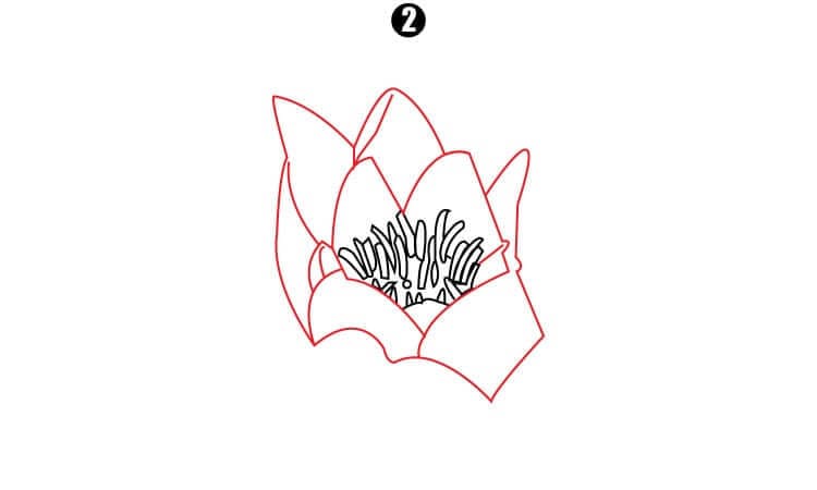Water lily Drawing Step2