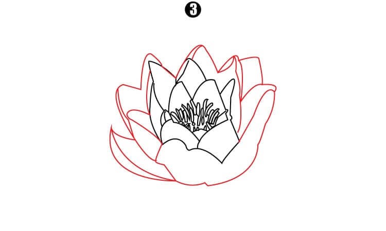 Water lily Drawing Step3