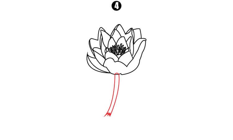 Water lily Drawing Step4
