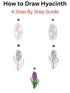 Read more about the article How to Draw Hyacinth