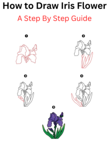 Read more about the article How to Draw Iris Flower