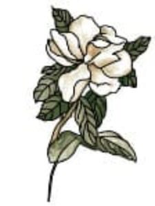 Read more about the article How to draw a jasmine flower