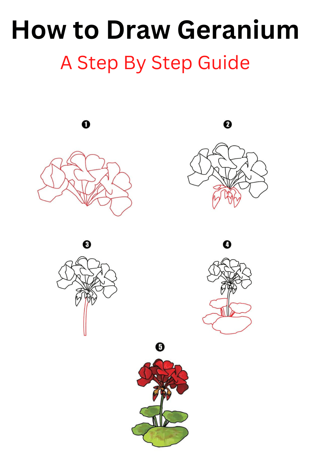 How to Draw Geranium Cool Drawing Idea