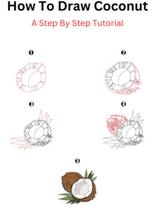 Read more about the article How To Draw Coconut