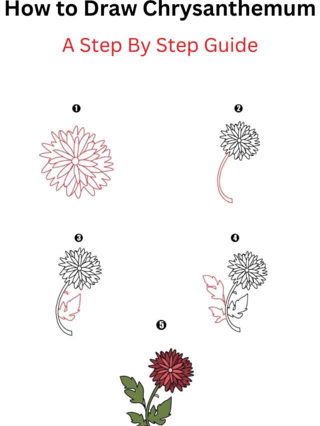 How to Draw Chrysanthemum