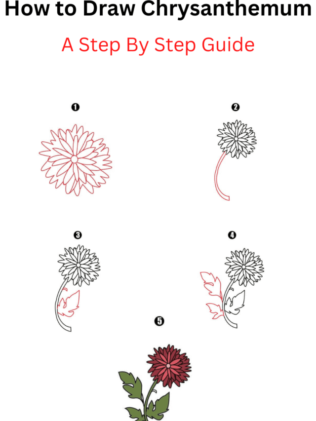 How to Draw Chrysanthemum - Cool Drawing Idea