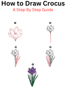 Read more about the article How to Draw Crocus