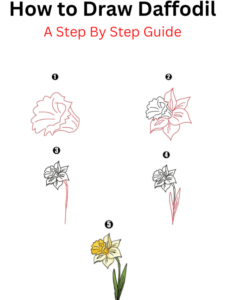 Read more about the article How to Draw Daffodil