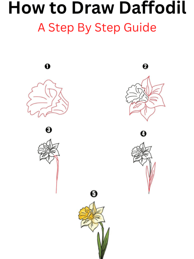 How to Draw Daffodil