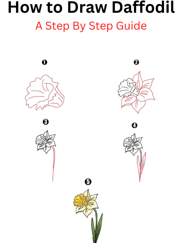 How to Draw Daffodil - Cool Drawing Idea