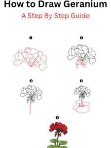 Read more about the article How to Draw Geranium