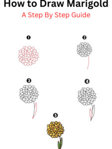 Read more about the article How to Draw Marigold