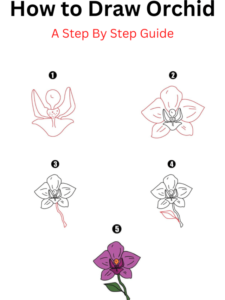 Read more about the article How to Draw Orchid