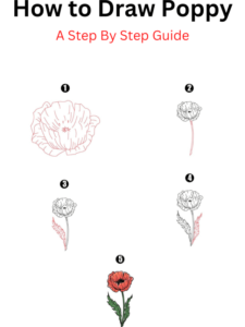 Read more about the article How to Draw Poppy