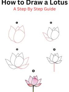 Read more about the article How to Draw a Lotus Flower