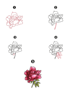 Read more about the article How to Draw a Peony