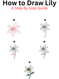 Read more about the article How to draw Lily Flower