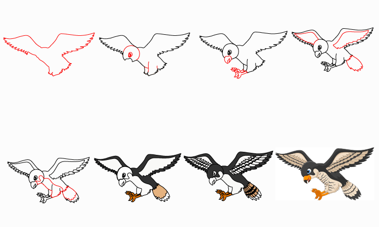 Hawk Drawing Step by Step