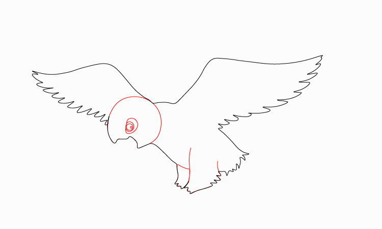 Hawk Flying drawing