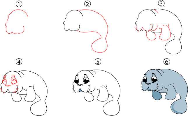 Manatee Drawing step by step