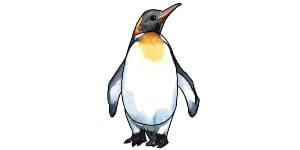 Read more about the article Penguin Drawing || Step by Step Tutorial