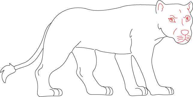 Lioness Drawing Step 4