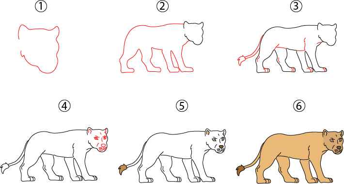 Lioness Drawing Step by Step