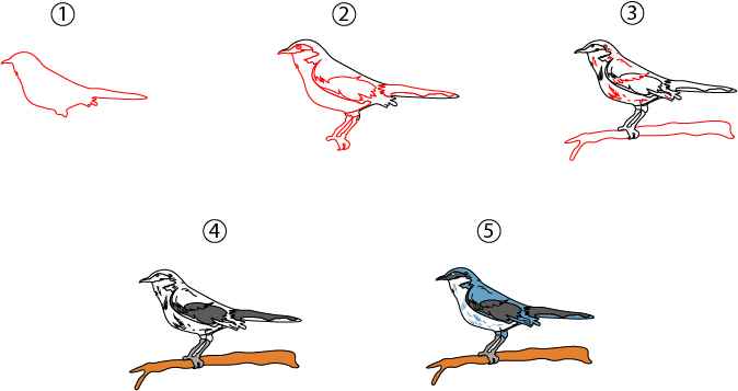 Mocking bird drawing Step by Step