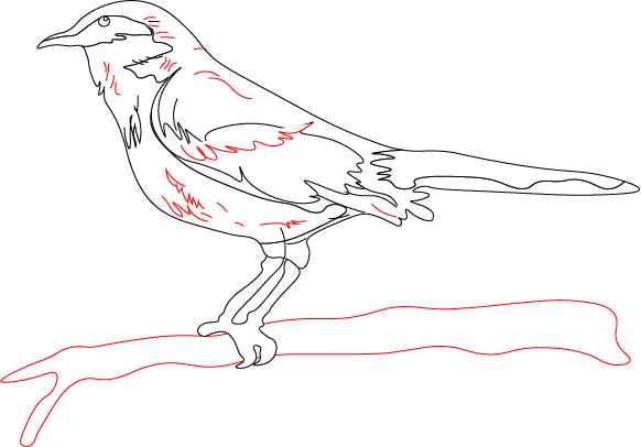 Mocking bird drawing Step 3