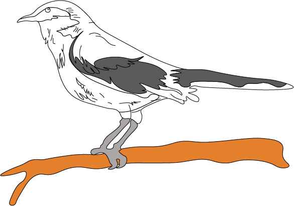 Mocking bird drawing 