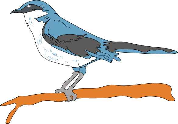 Mocking bird drawing for kids